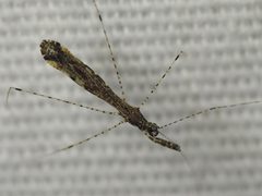Empicoris rubromaculatus by (c) Sam Kieschnick, some rights reserved (CC BY), uploaded by Sam Kieschnick. Used under a CC-BY license.