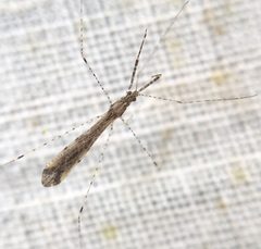 Empicoris vagabundus by (c) Paul Cook, some rights reserved (CC BY), uploaded by Paul Cook. Used under a CC-BY license.