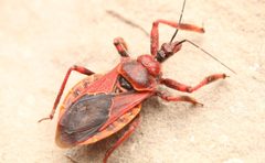 Apiomerus cazieri by (c) Benjamin Burgunder, some rights reserved (CC BY), uploaded by Benjamin Burgunder. Used under a CC-BY license.