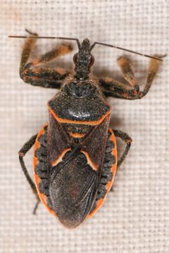 Apiomerus cazieri by (c) Trevor Van Loon, some rights reserved (CC BY), uploaded by Trevor Van Loon. Used under a CC-BY license.