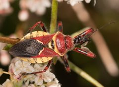 Apiomerus flaviventris by no rights reserved, uploaded by Jesse Rorabaugh. Used under a CC0 license.