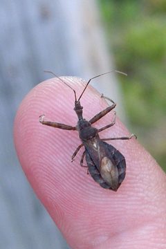Acholla multispinosa by (c) Bill Keim, some rights reserved (CC BY). Used under a CC-BY license.