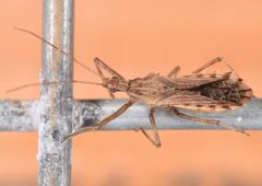 Atrachelus cinereus by (c) skitterbug, some rights reserved (CC BY), uploaded by skitterbug. Used under a CC-BY license.