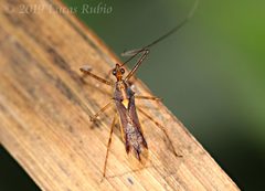 Repipta flavicans by (c) Lucas Rubio, some rights reserved (CC BY), uploaded by Lucas Rubio. Used under a CC-BY license.