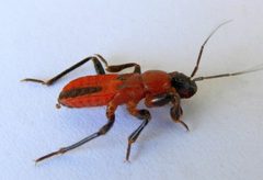 Melanolestes picipes by (c) jimeckert49, some rights reserved (CC BY). Used under a CC-BY license.