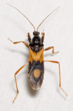 Rasahus biguttatus by (c) Justin Williams, some rights reserved (CC BY), uploaded by Justin Williams. Used under a CC-BY license.