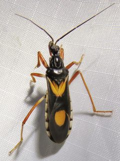 Rasahus hamatus by (c) Annika Lindqvist, some rights reserved (CC BY), uploaded by Annika Lindqvist. Used under a CC-BY license.