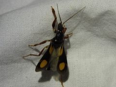 Rasahus hamatus by (c) Sam Kieschnick, some rights reserved (CC BY), uploaded by Sam Kieschnick. Used under a CC-BY license.