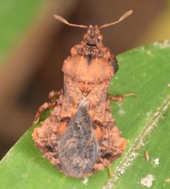 Phymata noualhieri by (c) skitterbug, some rights reserved (CC BY), uploaded by skitterbug. Used under a CC-BY license.