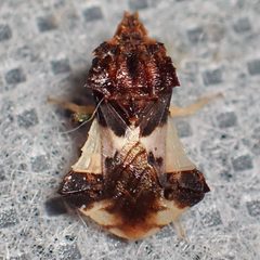 Phymata saileri by (c) Sue Carnahan, some rights reserved (CC BY), uploaded by Sue Carnahan. Used under a CC-BY license.