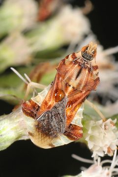 Phymata fasciata by (c) Judy Gallagher, some rights reserved (CC BY). Used under a CC-BY license.