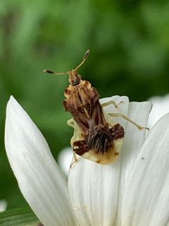 Phymata fasciata by (c) Healthy Yards, some rights reserved (CC BY), uploaded by Healthy Yards. Used under a CC-BY license.