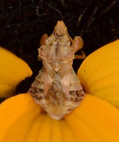Phymata stanfordi by (c) Don Loarie, some rights reserved (CC BY). Used under a CC-BY license.