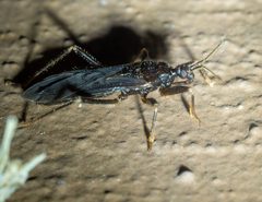 Reduvius personatus by (c) Forest Botial-Jarvis, some rights reserved (CC BY), uploaded by Forest Botial-Jarvis. Used under a CC-BY license.