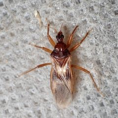 Reduvius senilis by (c) Sue Carnahan, some rights reserved (CC BY), uploaded by Sue Carnahan. Used under a CC-BY license.