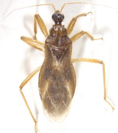 Reduvius senilis by (c) Andrew Meeds, some rights reserved (CC BY), uploaded by Andrew Meeds. Used under a CC-BY license.