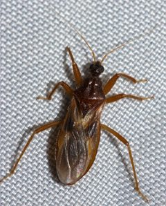 Reduvius senilis by (c) Andrew Meeds, some rights reserved (CC BY), uploaded by Andrew Meeds. Used under a CC-BY license.
