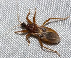 Reduvius senilis by (c) Andrew Meeds, some rights reserved (CC BY), uploaded by Andrew Meeds. Used under a CC-BY license.