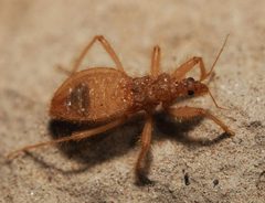 Reduvius sonoraensis by (c) Joseph Aubert, some rights reserved (CC BY), uploaded by Joseph Aubert. Used under a CC-BY license.
