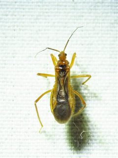 Oncerotrachelus acuminatus by (c) Annika Lindqvist, some rights reserved (CC BY), uploaded by Annika Lindqvist. Used under a CC-BY license.
