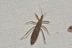 Pygolampis pectoralis by no rights reserved. Used under a CC0 license.