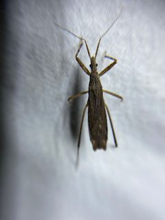 Pygolampis pectoralis by (c) Brand R, some rights reserved (CC BY), uploaded by Brand R. Used under a CC-BY license.
