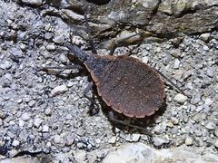 Triatoma rubida by (c) Sam Kieschnick, some rights reserved (CC BY), uploaded by Sam Kieschnick. Used under a CC-BY license.
