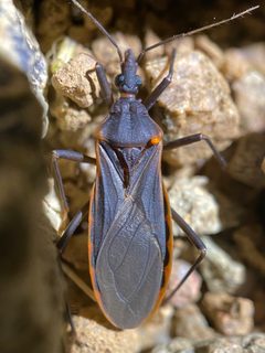 Triatoma rubida by (c) Sue Carnahan, some rights reserved (CC BY), uploaded by Sue Carnahan. Used under a CC-BY license.