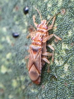 Thaumastocoris by (c) Stephen Thorpe, some rights reserved (CC BY), uploaded by Stephen Thorpe. Used under a CC-BY license.
