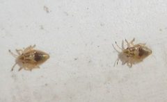Thaumastocoris peregrinus by (c) Caroline Voget, some rights reserved (CC BY), uploaded by Caroline Voget. Used under a CC-BY license.