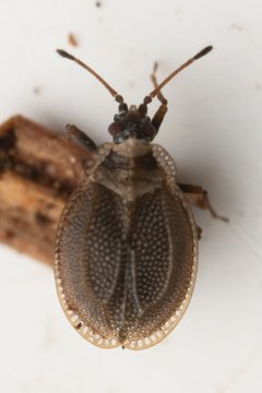 Acalypta saundersi by (c) Trevor Van Loon, some rights reserved (CC BY), uploaded by Trevor Van Loon. Used under a CC-BY license.