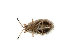 Acalypta by (c) anonymous, some rights reserved (CC BY). Used under a CC-BY license.