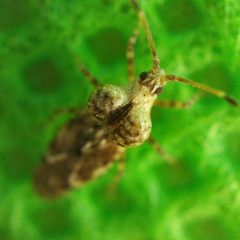 Dichocysta pictipes by no rights reserved, uploaded by Sinaloa Silvestre. Used under a CC0 license.