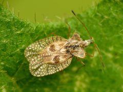 Gargaphia by (c) Katja Schulz, some rights reserved (CC BY). Used under a CC-BY license.