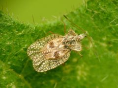 Gargaphia solani by (c) Katja Schulz, some rights reserved (CC BY). Used under a CC-BY license.