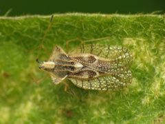 Gargaphia solani by (c) Katja Schulz, some rights reserved (CC BY). Used under a CC-BY license.