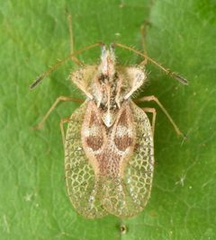 Gargaphia solani by (c) skitterbug, some rights reserved (CC BY), uploaded by skitterbug. Used under a CC-BY license.