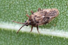 Leptoypha costata by (c) Even Dankowicz, some rights reserved (CC BY), uploaded by Even Dankowicz. Used under a CC-BY license.