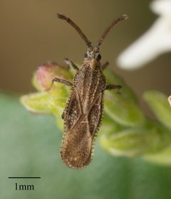 Teleonemia scrupulosa by no rights reserved, uploaded by Jesse Rorabaugh. Used under a CC0 license.