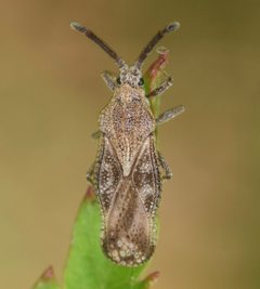 Teleonemia scrupulosa by (c) skitterbug, some rights reserved (CC BY), uploaded by skitterbug. Used under a CC-BY license.