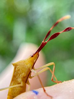 Chondrocera laticornis by (c) Sandra H Statner, some rights reserved (CC BY), uploaded by Sandra H Statner. Used under a CC-BY license.
