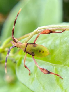 Chondrocera laticornis by (c) Sandra H Statner, some rights reserved (CC BY), uploaded by Sandra H Statner. Used under a CC-BY license.