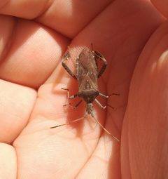 Leptoglossus corculus by (c) Ryan Watson, some rights reserved (CC BY), uploaded by Ryan Watson. Used under a CC-BY license.