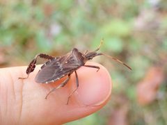 Leptoglossus corculus by (c) Evan M. Raskin, some rights reserved (CC BY), uploaded by Evan M. Raskin. Used under a CC-BY license.