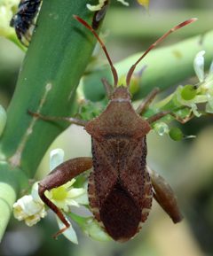 Mamurius mopsus by (c) Catherine C. Galley, some rights reserved (CC BY), uploaded by Catherine C. Galley. Used under a CC-BY license.