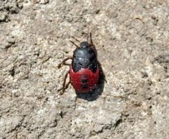 Cydnus aterrimus by (c) Eridan Xharahi, some rights reserved (CC BY). Used under a CC-BY license.