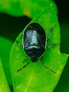 Sehirus cinctus by (c) cesar stastny, some rights reserved (CC BY), uploaded by cesar stastny. Used under a CC-BY license.
