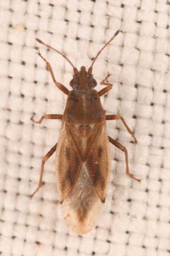 Cymus luridus by (c) Trevor Van Loon, some rights reserved (CC BY), uploaded by Trevor Van Loon. Used under a CC-BY license.