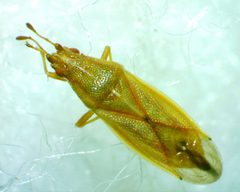 Cymodema breviceps by no rights reserved, uploaded by Ken Kneidel. Used under a CC0 license.