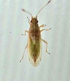 Cymodema breviceps by (c) Alexis Smith, some rights reserved (CC BY), uploaded by Alexis Smith. Used under a CC-BY license.